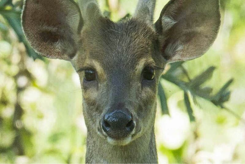 Fauna de bonito