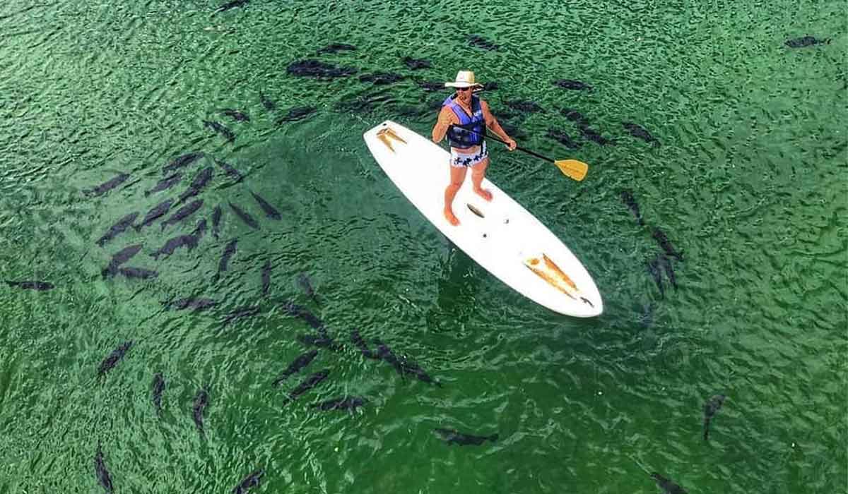 Stand Up Paddle