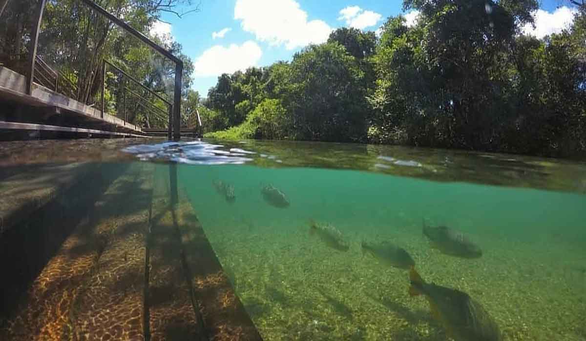 Contemplação da Fauna e Flora