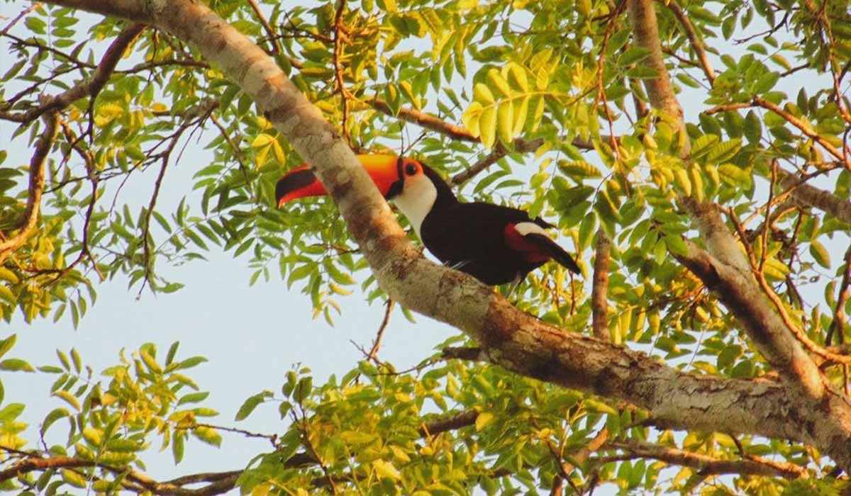 Contemplação da Fauna e Flora